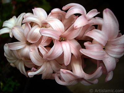 Pink color Hyacinth flower. <i>(Family: Hyacinthaceae, Species: Hyacinthus)</i> <br>Photo Date: March 2011, Location: Turkey/Istanbul, By: Artislamic.com