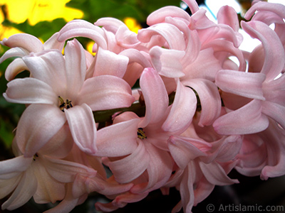 Pink color Hyacinth flower. <i>(Family: Hyacinthaceae, Species: Hyacinthus)</i> <br>Photo Date: March 2011, Location: Turkey/Istanbul, By: Artislamic.com