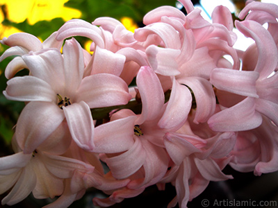 Pembe renkte smbl iei resmi. <i>(Ailesi: Hyacinthaceae, Tr: Hyacinthus)</i> <br>ekim Tarihi: Mart 2011, Yer: stanbul, Fotoraf: islamiSanat.net