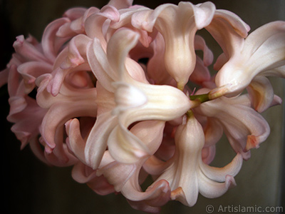 Pink color Hyacinth flower. <i>(Family: Hyacinthaceae, Species: Hyacinthus)</i> <br>Photo Date: March 2011, Location: Turkey/Istanbul, By: Artislamic.com