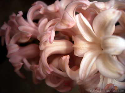 Pink color Hyacinth flower. <i>(Family: Hyacinthaceae, Species: Hyacinthus)</i> <br>Photo Date: March 2011, Location: Turkey/Istanbul, By: Artislamic.com