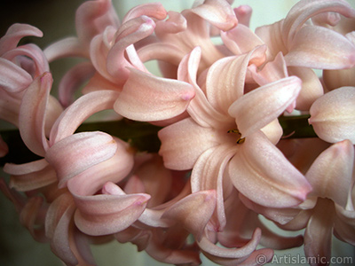 Pink color Hyacinth flower. <i>(Family: Hyacinthaceae, Species: Hyacinthus)</i> <br>Photo Date: March 2011, Location: Turkey/Istanbul, By: Artislamic.com