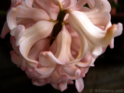 Pink color Hyacinth flower. <i>(Family: Hyacinthaceae, Species: Hyacinthus)</i> <br>Photo Date: March 2011, Location: Turkey/Istanbul, By: Artislamic.com