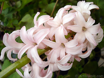 Pink color Hyacinth flower. <i>(Family: Hyacinthaceae, Species: Hyacinthus)</i> <br>Photo Date: March 2011, Location: Turkey/Istanbul, By: Artislamic.com