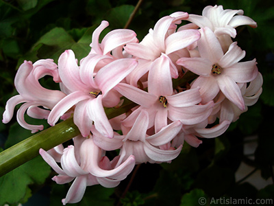 Pink color Hyacinth flower. <i>(Family: Hyacinthaceae, Species: Hyacinthus)</i> <br>Photo Date: March 2011, Location: Turkey/Istanbul, By: Artislamic.com