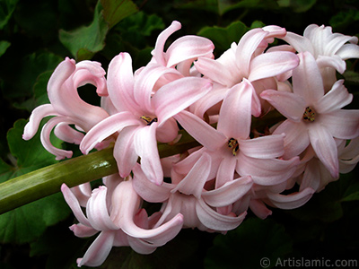 Pembe renkte smbl iei resmi. <i>(Ailesi: Hyacinthaceae, Tr: Hyacinthus)</i> <br>ekim Tarihi: Mart 2011, Yer: stanbul, Fotoraf: islamiSanat.net