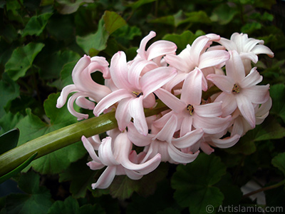 Pembe renkte smbl iei resmi. <i>(Ailesi: Hyacinthaceae, Tr: Hyacinthus)</i> <br>ekim Tarihi: Mart 2011, Yer: stanbul, Fotoraf: islamiSanat.net