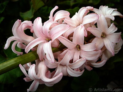 Pembe renkte smbl iei resmi. <i>(Ailesi: Hyacinthaceae, Tr: Hyacinthus)</i> <br>ekim Tarihi: Mart 2011, Yer: stanbul, Fotoraf: islamiSanat.net