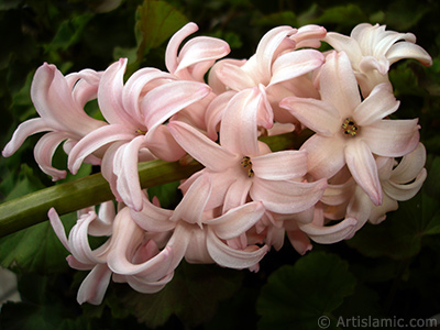 Pembe renkte smbl iei resmi. <i>(Ailesi: Hyacinthaceae, Tr: Hyacinthus)</i> <br>ekim Tarihi: Mart 2011, Yer: stanbul, Fotoraf: islamiSanat.net