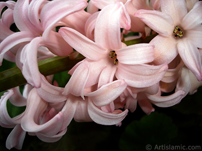 Pink color Hyacinth flower. <i>(Family: Hyacinthaceae, Species: Hyacinthus)</i> <br>Photo Date: March 2011, Location: Turkey/Istanbul, By: Artislamic.com