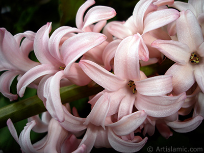 Pembe renkte smbl iei resmi. <i>(Ailesi: Hyacinthaceae, Tr: Hyacinthus)</i> <br>ekim Tarihi: Mart 2011, Yer: stanbul, Fotoraf: islamiSanat.net