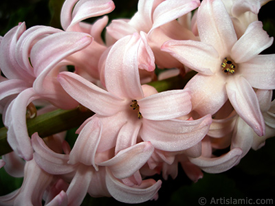 Pembe renkte smbl iei resmi. <i>(Ailesi: Hyacinthaceae, Tr: Hyacinthus)</i> <br>ekim Tarihi: Mart 2011, Yer: stanbul, Fotoraf: islamiSanat.net