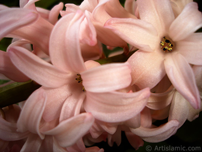 Pink color Hyacinth flower. <i>(Family: Hyacinthaceae, Species: Hyacinthus)</i> <br>Photo Date: March 2011, Location: Turkey/Istanbul, By: Artislamic.com