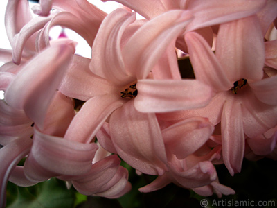 Pink color Hyacinth flower. <i>(Family: Hyacinthaceae, Species: Hyacinthus)</i> <br>Photo Date: March 2011, Location: Turkey/Istanbul, By: Artislamic.com