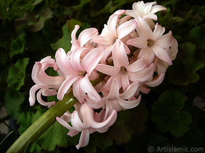 Pembe renkte smbl iei resmi. <i>(Ailesi: Hyacinthaceae, Tr: Hyacinthus)</i> <br>ekim Tarihi: Mart 2011, Yer: stanbul, Fotoraf: islamiSanat.net