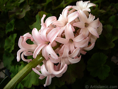 Pink color Hyacinth flower. <i>(Family: Hyacinthaceae, Species: Hyacinthus)</i> <br>Photo Date: March 2011, Location: Turkey/Istanbul, By: Artislamic.com