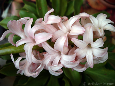 Pink color Hyacinth flower. <i>(Family: Hyacinthaceae, Species: Hyacinthus)</i> <br>Photo Date: March 2011, Location: Turkey/Istanbul, By: Artislamic.com