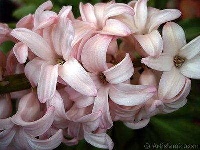 Pink color Hyacinth flower. <i>(Family: Hyacinthaceae, Species: Hyacinthus)</i> <br>Photo Date: March 2011, Location: Turkey/Istanbul, By: Artislamic.com