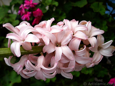 Pink color Hyacinth flower. <i>(Family: Hyacinthaceae, Species: Hyacinthus)</i> <br>Photo Date: March 2011, Location: Turkey/Istanbul, By: Artislamic.com