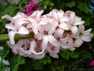 Pink color Hyacinth flower. <i>(Family: Hyacinthaceae, Species: Hyacinthus)</i> <br>Photo Date: March 2011, Location: Turkey/Istanbul, By: Artislamic.com