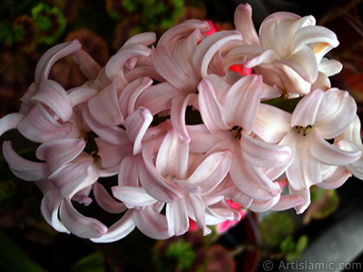 Pink color Hyacinth flower. <i>(Family: Hyacinthaceae, Species: Hyacinthus)</i> <br>Photo Date: March 2011, Location: Turkey/Istanbul, By: Artislamic.com