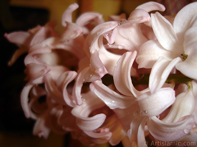 Pink color Hyacinth flower. <i>(Family: Hyacinthaceae, Species: Hyacinthus)</i> <br>Photo Date: March 2011, Location: Turkey/Istanbul, By: Artislamic.com