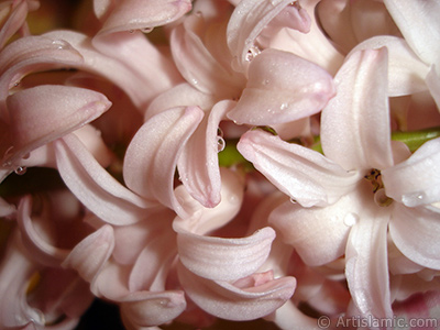 Pink color Hyacinth flower. <i>(Family: Hyacinthaceae, Species: Hyacinthus)</i> <br>Photo Date: March 2011, Location: Turkey/Istanbul, By: Artislamic.com