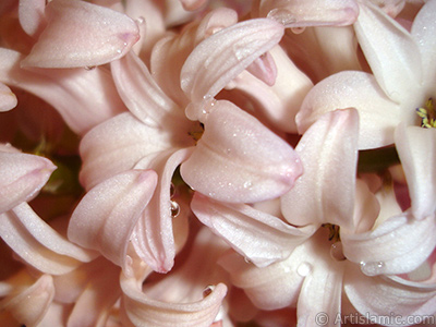 Pink color Hyacinth flower. <i>(Family: Hyacinthaceae, Species: Hyacinthus)</i> <br>Photo Date: March 2011, Location: Turkey/Istanbul, By: Artislamic.com