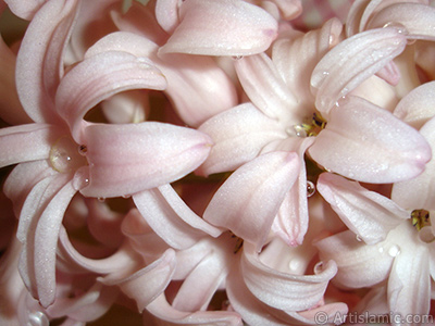 Pink color Hyacinth flower. <i>(Family: Hyacinthaceae, Species: Hyacinthus)</i> <br>Photo Date: March 2011, Location: Turkey/Istanbul, By: Artislamic.com