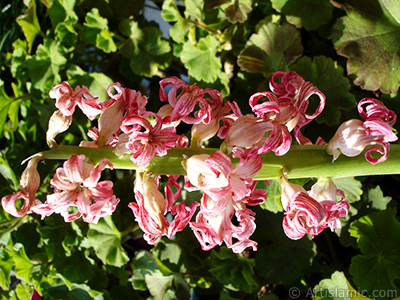 Pembe renkli, kurumaya balam smbl iei resmi. (Kurumu smbl, kuru smbl.) <i>(Ailesi: Hyacinthaceae, Tr: Hyacinthus)</i> <br>ekim Tarihi: Mart 2011, Yer: stanbul, Fotoraf: islamiSanat.net