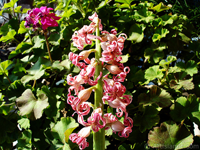 Pembe renkli, kurumaya balam smbl iei resmi. (Kurumu smbl, kuru smbl.) <i>(Ailesi: Hyacinthaceae, Tr: Hyacinthus)</i> <br>ekim Tarihi: Mart 2011, Yer: stanbul, Fotoraf: islamiSanat.net