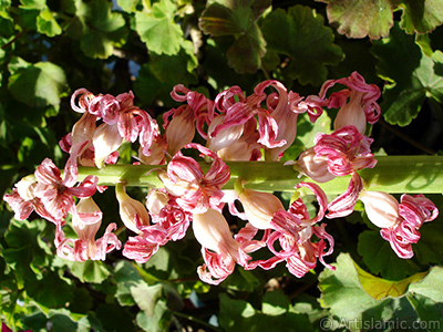 Pembe renkli, kurumaya balam smbl iei resmi. (Kurumu smbl, kuru smbl.) <i>(Ailesi: Hyacinthaceae, Tr: Hyacinthus)</i> <br>ekim Tarihi: Mart 2011, Yer: stanbul, Fotoraf: islamiSanat.net