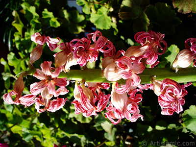 Pembe renkli, kurumaya balam smbl iei resmi. (Kurumu smbl, kuru smbl.) <i>(Ailesi: Hyacinthaceae, Tr: Hyacinthus)</i> <br>ekim Tarihi: Mart 2011, Yer: stanbul, Fotoraf: islamiSanat.net