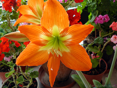 Red color amaryllis flower. <i>(Family: Amaryllidaceae / Liliaceae, Species: Hippeastrum)</i> <br>Photo Date: June 2005, Location: Turkey/Istanbul-Mother`s Flowers, By: Artislamic.com