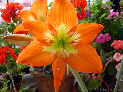 Red color amaryllis flower. <i>(Family: Amaryllidaceae / Liliaceae, Species: Hippeastrum)</i> <br>Photo Date: June 2005, Location: Turkey/Istanbul-Mother`s Flowers, By: Artislamic.com