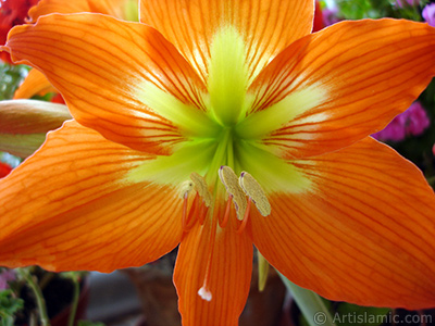 Red color amaryllis flower. <i>(Family: Amaryllidaceae / Liliaceae, Species: Hippeastrum)</i> <br>Photo Date: June 2005, Location: Turkey/Istanbul-Mother`s Flowers, By: Artislamic.com