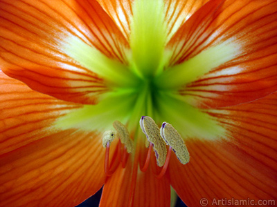 Red color amaryllis flower. <i>(Family: Amaryllidaceae / Liliaceae, Species: Hippeastrum)</i> <br>Photo Date: June 2005, Location: Turkey/Istanbul-Mother`s Flowers, By: Artislamic.com