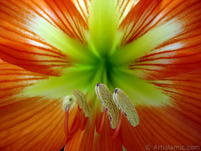 Red color amaryllis flower. <i>(Family: Amaryllidaceae / Liliaceae, Species: Hippeastrum)</i> <br>Photo Date: June 2005, Location: Turkey/Istanbul-Mother`s Flowers, By: Artislamic.com