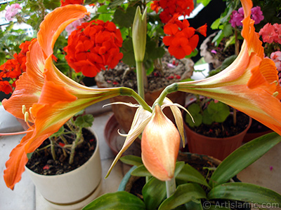 Red color amaryllis flower. <i>(Family: Amaryllidaceae / Liliaceae, Species: Hippeastrum)</i> <br>Photo Date: June 2005, Location: Turkey/Istanbul-Mother`s Flowers, By: Artislamic.com