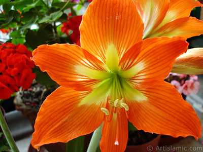 Red color amaryllis flower. <i>(Family: Amaryllidaceae / Liliaceae, Species: Hippeastrum)</i> <br>Photo Date: June 2005, Location: Turkey/Istanbul-Mother`s Flowers, By: Artislamic.com