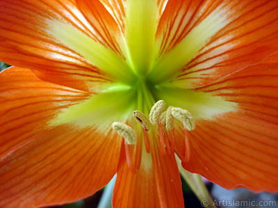 Red color amaryllis flower. <i>(Family: Amaryllidaceae / Liliaceae, Species: Hippeastrum)</i> <br>Photo Date: June 2005, Location: Turkey/Istanbul-Mother`s Flowers, By: Artislamic.com