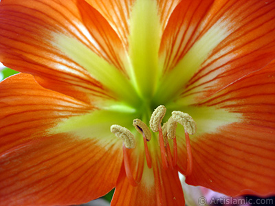 Red color amaryllis flower. <i>(Family: Amaryllidaceae / Liliaceae, Species: Hippeastrum)</i> <br>Photo Date: June 2005, Location: Turkey/Istanbul-Mother`s Flowers, By: Artislamic.com