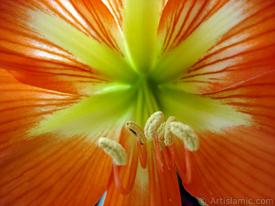 Red color amaryllis flower. <i>(Family: Amaryllidaceae / Liliaceae, Species: Hippeastrum)</i> <br>Photo Date: June 2005, Location: Turkey/Istanbul-Mother`s Flowers, By: Artislamic.com