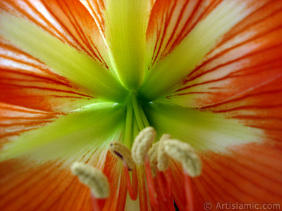 Red color amaryllis flower. <i>(Family: Amaryllidaceae / Liliaceae, Species: Hippeastrum)</i> <br>Photo Date: June 2005, Location: Turkey/Istanbul-Mother`s Flowers, By: Artislamic.com