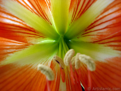 Red color amaryllis flower. <i>(Family: Amaryllidaceae / Liliaceae, Species: Hippeastrum)</i> <br>Photo Date: June 2005, Location: Turkey/Istanbul-Mother`s Flowers, By: Artislamic.com