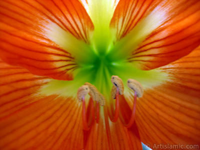 Red color amaryllis flower. <i>(Family: Amaryllidaceae / Liliaceae, Species: Hippeastrum)</i> <br>Photo Date: June 2005, Location: Turkey/Istanbul-Mother`s Flowers, By: Artislamic.com