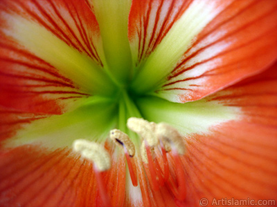 Red color amaryllis flower. <i>(Family: Amaryllidaceae / Liliaceae, Species: Hippeastrum)</i> <br>Photo Date: June 2005, Location: Turkey/Istanbul-Mother`s Flowers, By: Artislamic.com