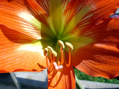 Red color amaryllis flower. <i>(Family: Amaryllidaceae / Liliaceae, Species: Hippeastrum)</i> <br>Photo Date: June 2005, Location: Turkey/Istanbul-Mother`s Flowers, By: Artislamic.com