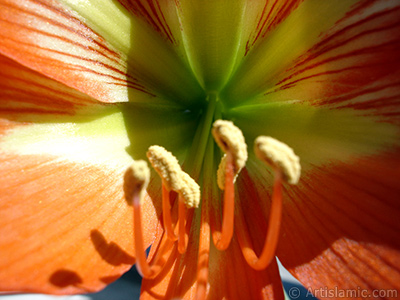 Red color amaryllis flower. <i>(Family: Amaryllidaceae / Liliaceae, Species: Hippeastrum)</i> <br>Photo Date: June 2005, Location: Turkey/Istanbul-Mother`s Flowers, By: Artislamic.com