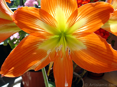 Red color amaryllis flower. <i>(Family: Amaryllidaceae / Liliaceae, Species: Hippeastrum)</i> <br>Photo Date: June 2005, Location: Turkey/Istanbul-Mother`s Flowers, By: Artislamic.com